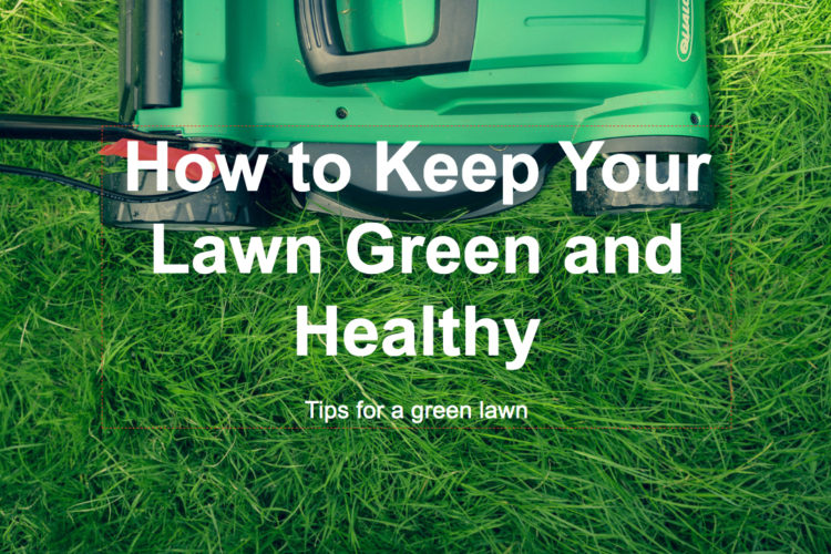 How to Keep Your Lawn Green and Healthy